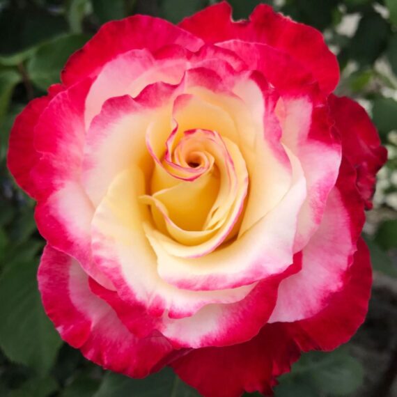 Róża Wielkokwiatowa Double Delight