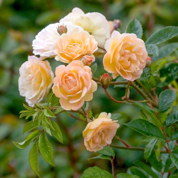 Róża Pnąca Ghislaine de Féligonde