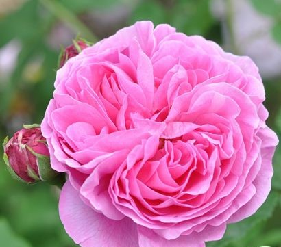 Róża Wielkokwiatowa La Reine Victoria