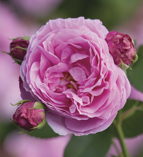 Róża Parkowa Louise Odier