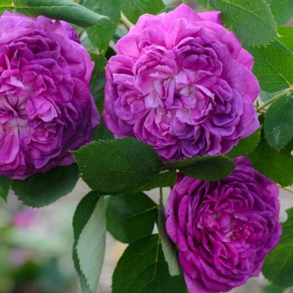 Róża Parkowa Reine Des Violettes