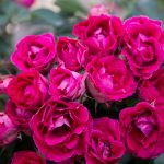 Róża Rabatowa Czesław Miłosz®