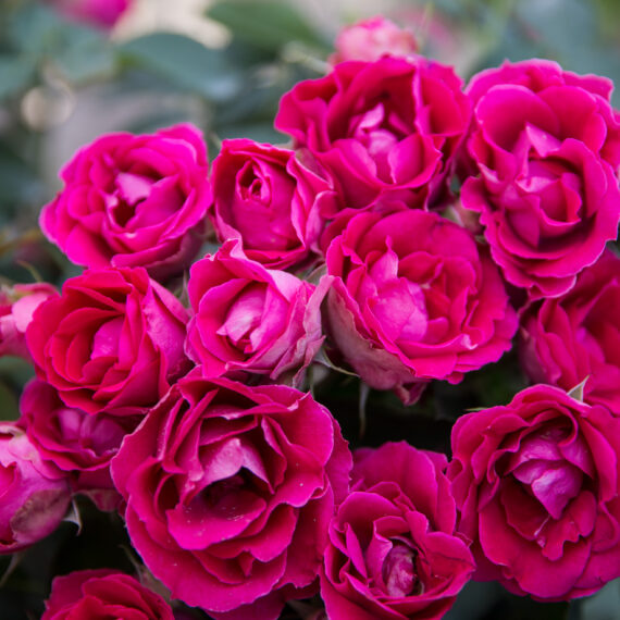 Róża Rabatowa Czesław Miłosz®