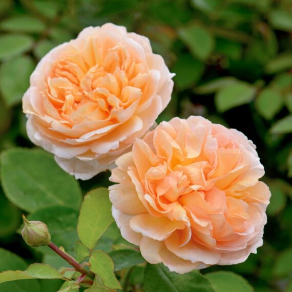 Róża Parkowa The Lady Gardener®(Ausbrass)