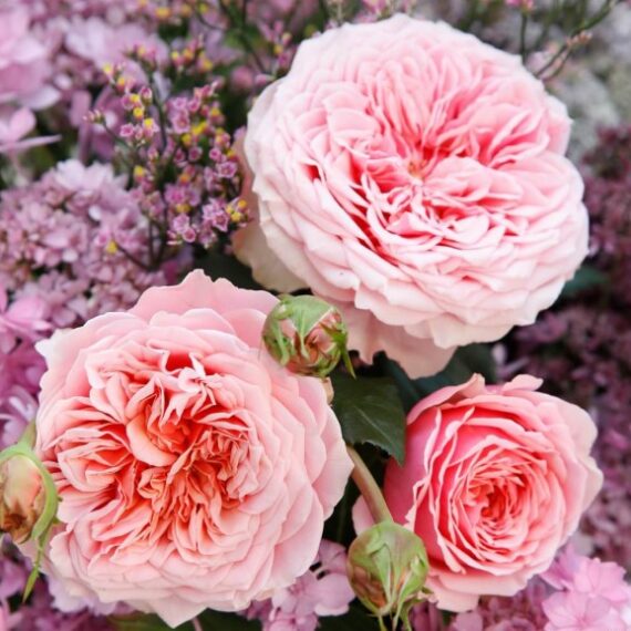 Róża Wielkokwiatowa Amorosa®