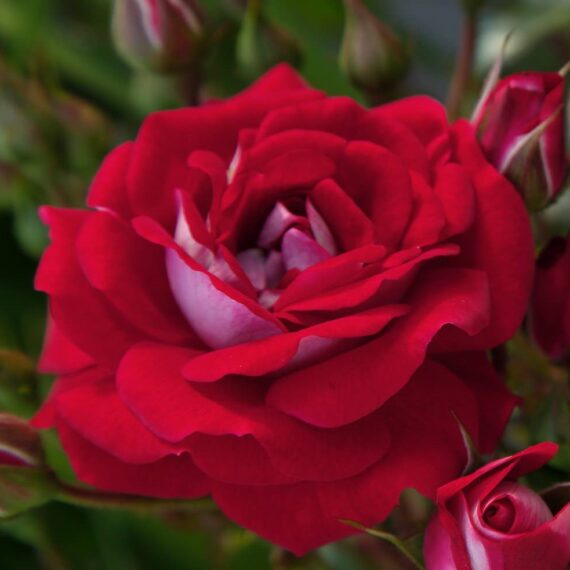 Róża Miniaturowa Corazon®