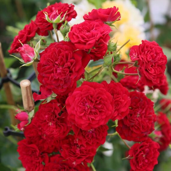 Róża Pnąca Crimson Siluetta®