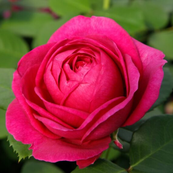Róża Rabatowa Für Elise®