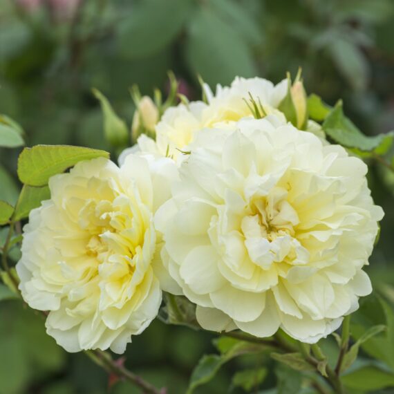 Róża Parkowa Imogen® (Austritch)