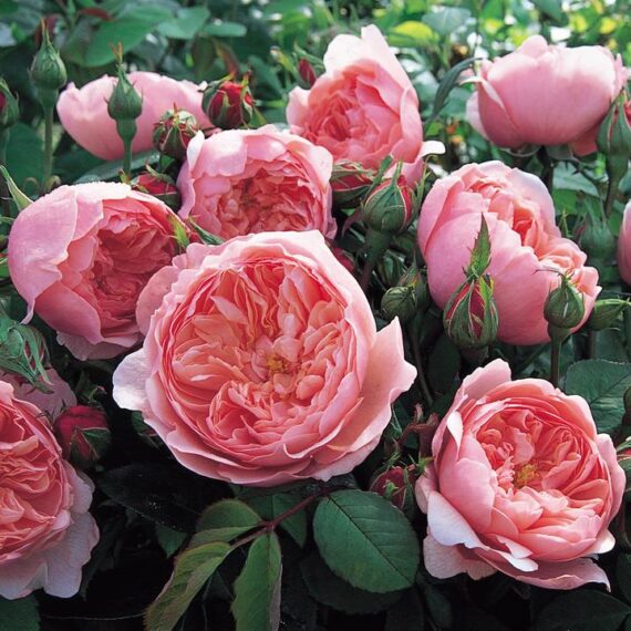 Róża Parkowa The Alnwick® Rose (Ausgrab)