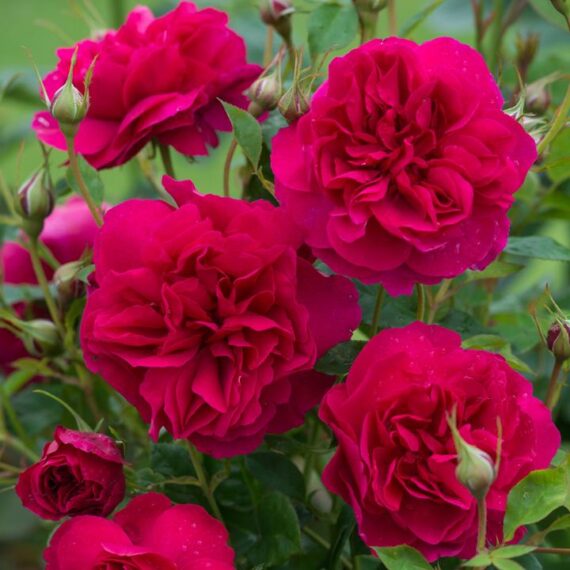 Róża Parkowa Thomas à Becket®(Auswinston)