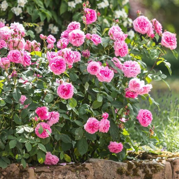 Róża Parkowa Gertrude Jekyll® (Ausbord)