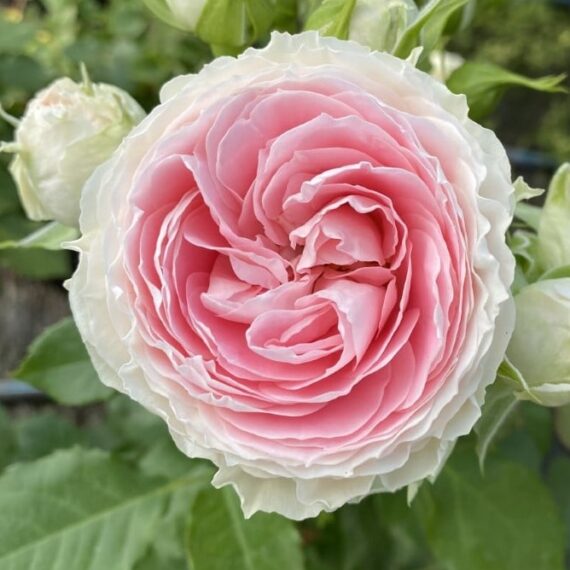 Róża Rabatowa Pashmina®