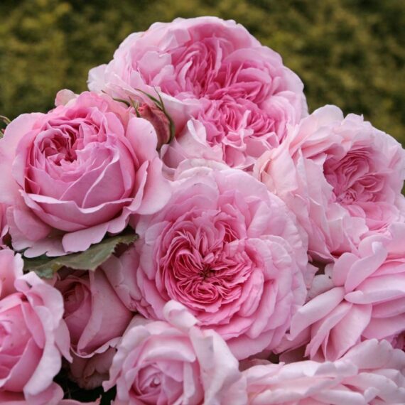 Róża Parkowa Alexandra® Princesse de Luxembourg