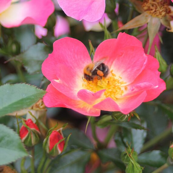 Bienenweide-bicolor-4_1456x1456
