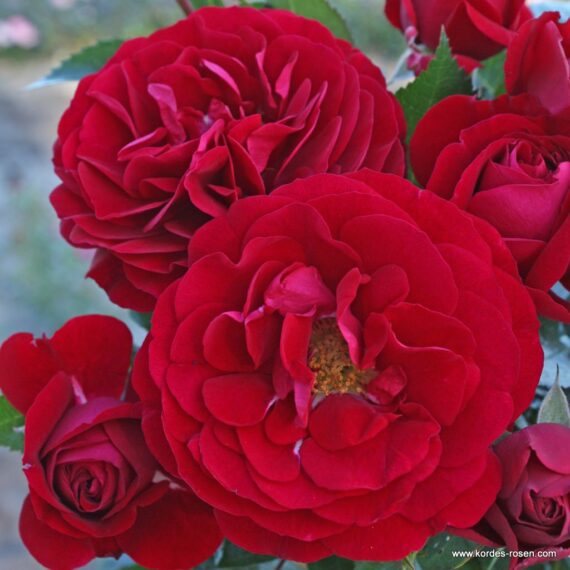 Róża Rabatowa Bordeaux®