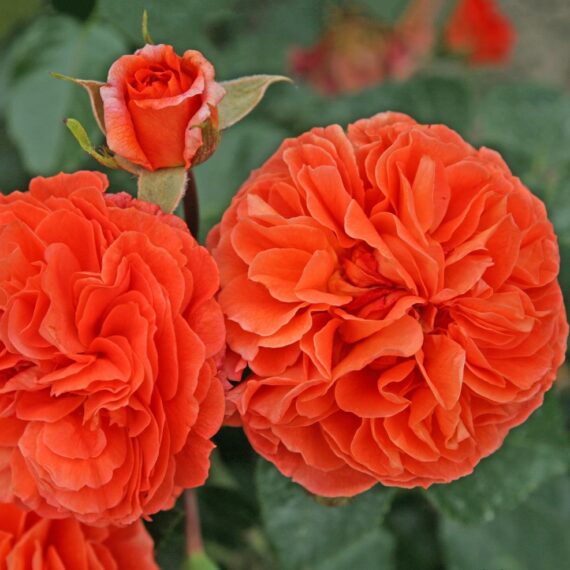 Róża Rabatowa Orangerie®