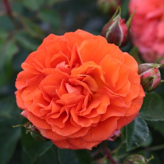 Róża Rabatowa Orangerie®