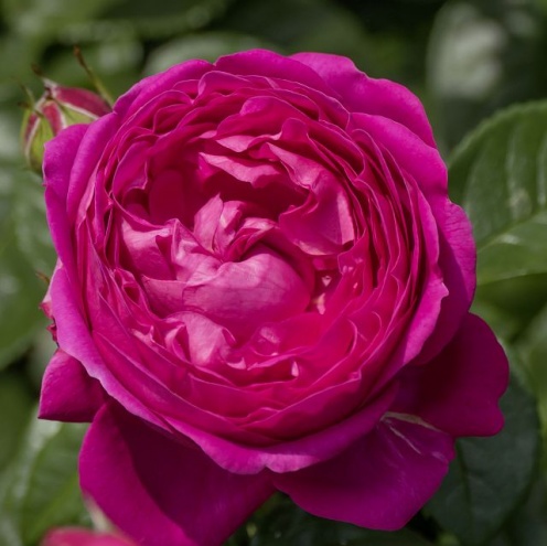 Róża Wielkokwiatowa Anuschka®