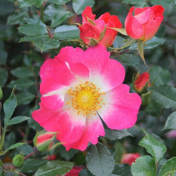 Róża Miniaturowa Bienenweide®Bicolor
