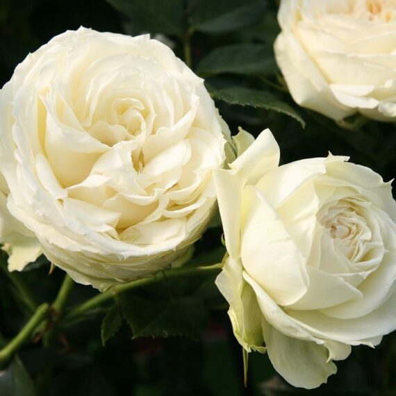 Róża Rabatowa Lemon Rokoko®