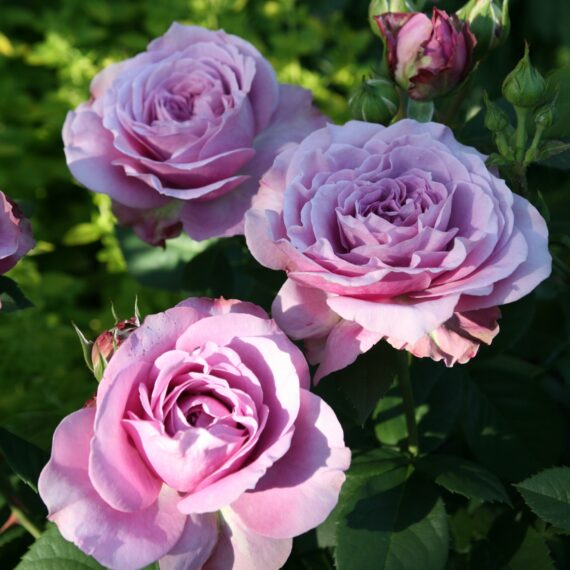 Róża Miniaturowa  Lavender Ice®