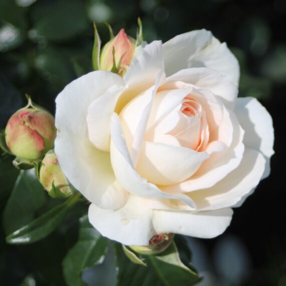 Róża Rabatowa Marie Antoinette®