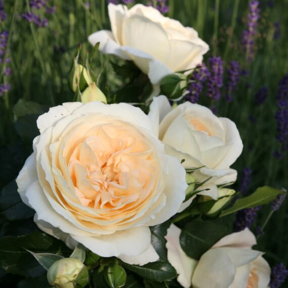 Róża Rabatowa Marie Antoinette®