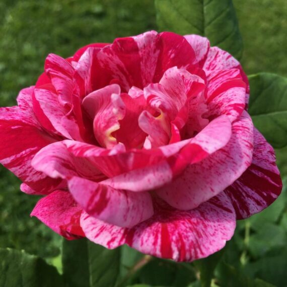 Róża Parkowa Ferdinad Pichart