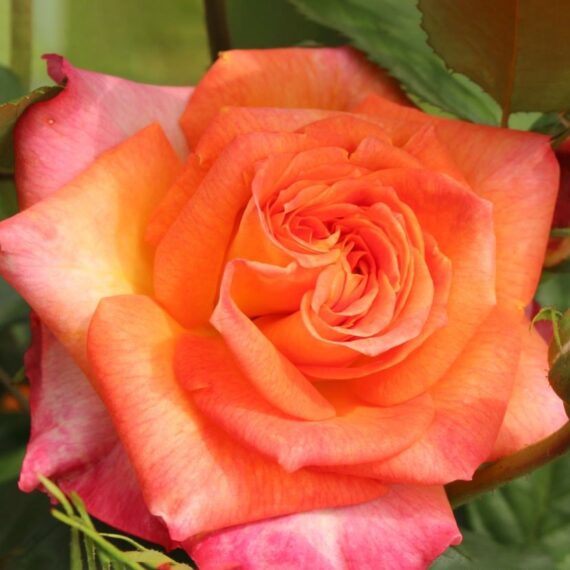 Róża Wielkokwiatowa Feurio®