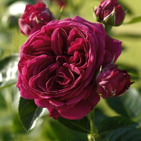 Róża Wielkokwiatowa Marietta®