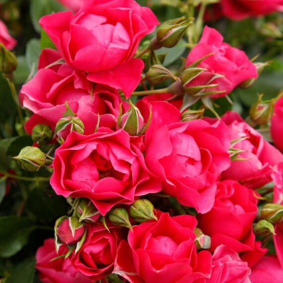 Róża Rabatowa Pink Forest Rose®