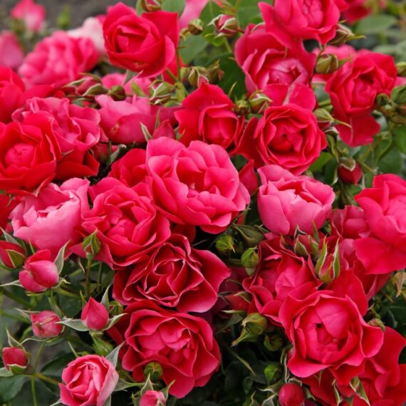 Róża Rabatowa Pink Forest Rose®