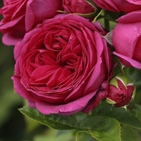 Róża Wielkokwiatowa Sophie Luise®