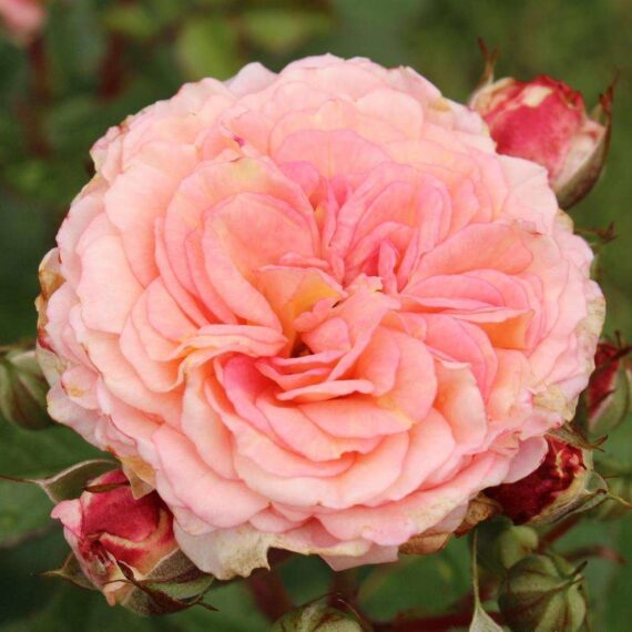 Róża Rabatowa Amaretto®