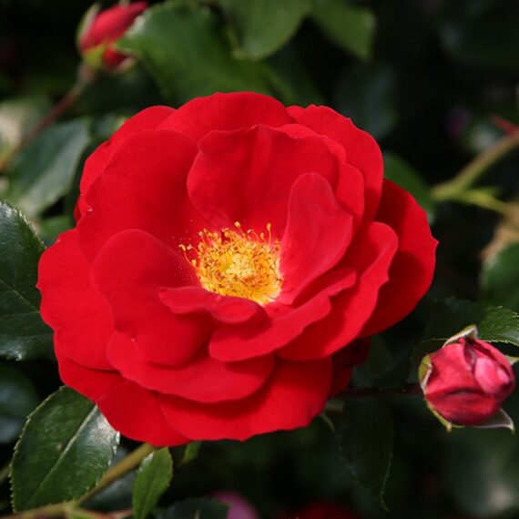 Róża Rabatowa Caracho®