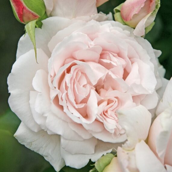Róża Rabatowa Constanze Mozart®