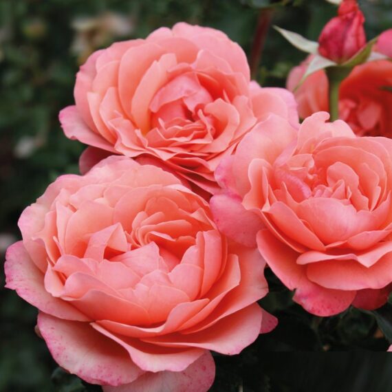 Róża Rabatowa Coral Lions-Rose®