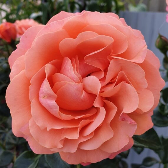 Coral_Lions_Rose_09