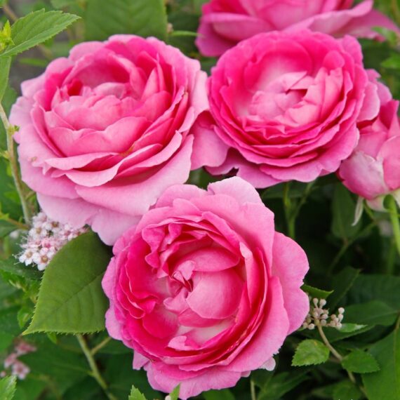 Róża Rabatowa Fräulein Maria®