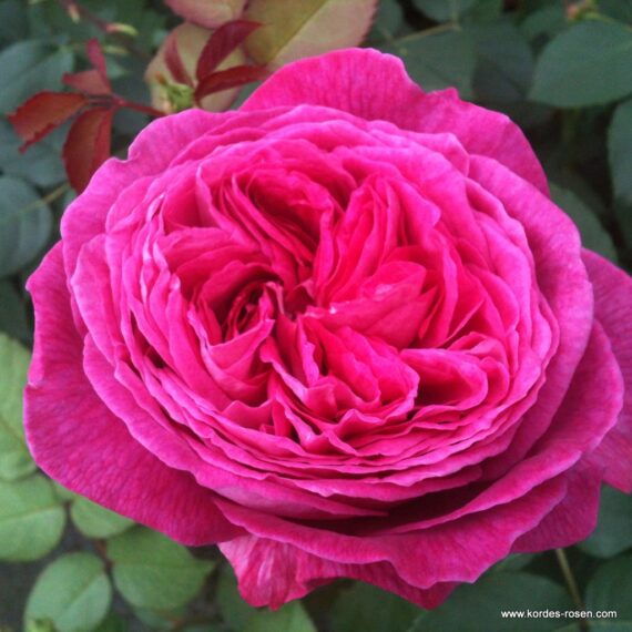 Róża Rabatowa Freifrau Caroline®