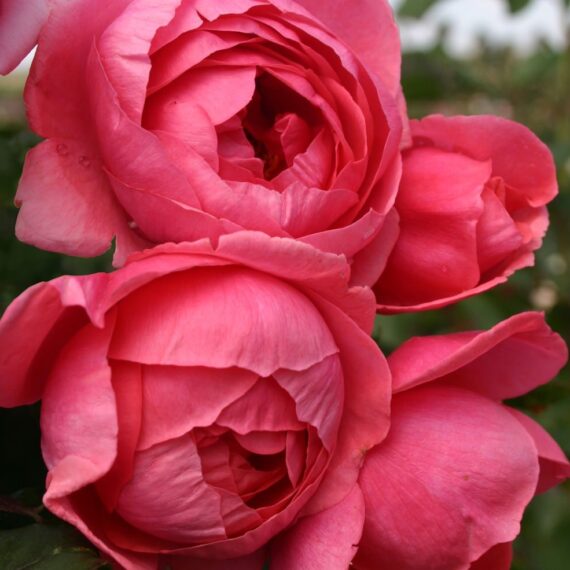 Róża Rabatowa Gartenprinzessin Marie-José®