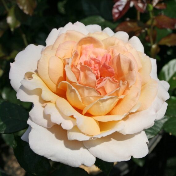 Róża Wielkokwiatowa Großherzogin Luise®