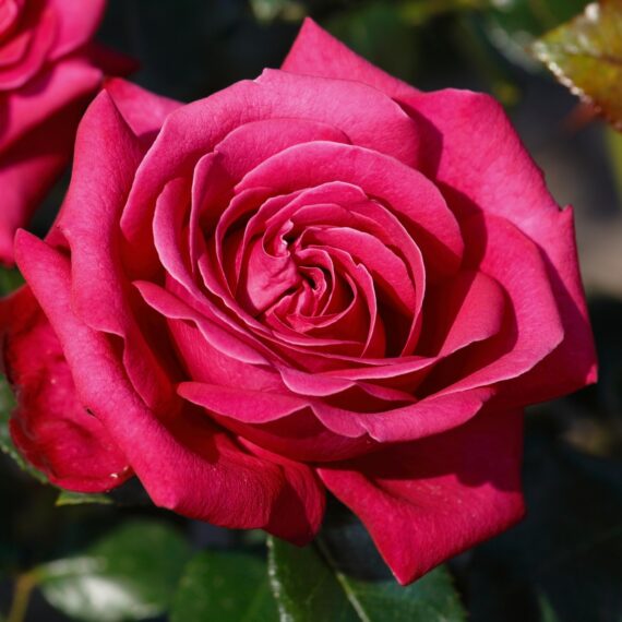 Róża Wielkokwiatowa Hot Lady®