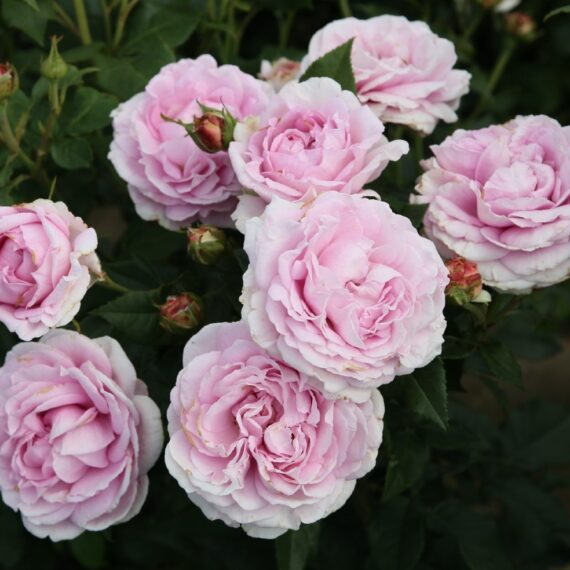 Róża Wielkokwiatowa Königin Marie®