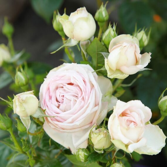 Róża Wielkokwiatowa Madame Anisette®