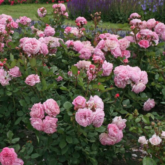 Róża Rabatowa Rosengräfin Marie Henriette®