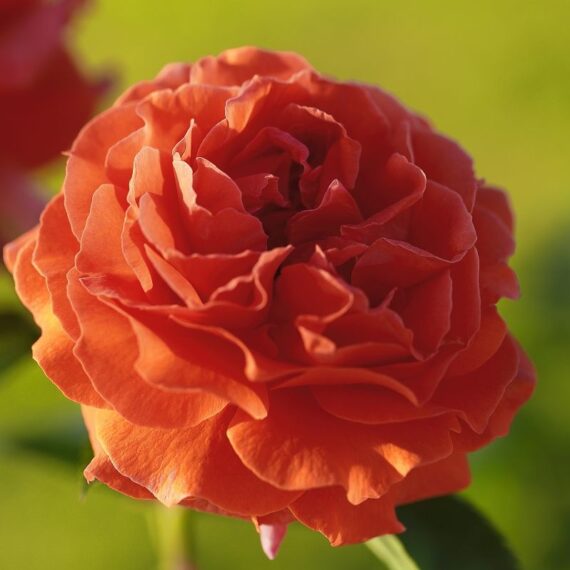 Róża Pnąca Naranga®