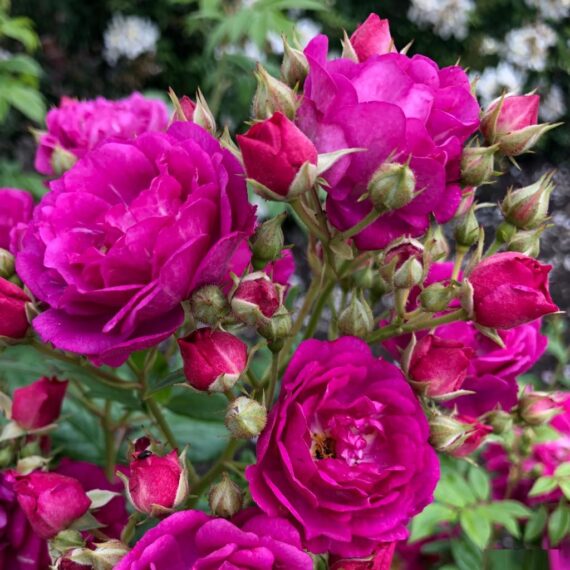 Róża Pnąca Purple Siluetta®