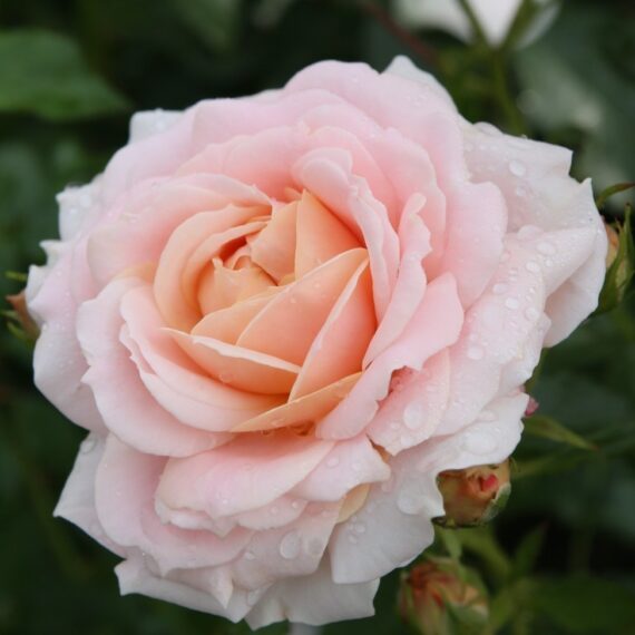 Róża Rabatowa Cremosa®